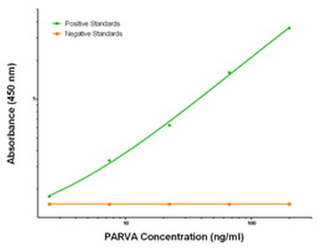 PARVA Antibody in ELISA (ELISA)