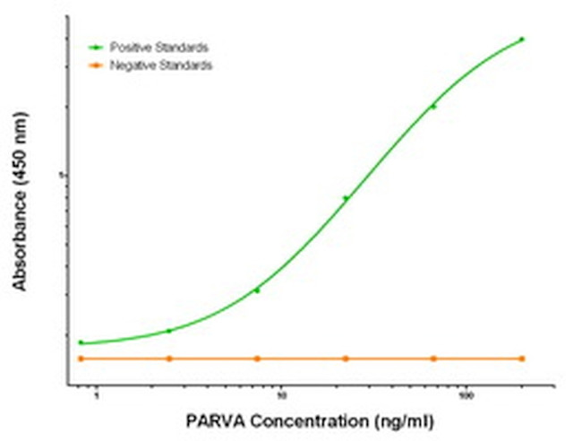 PARVA Antibody in ELISA (ELISA)