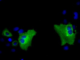 PASK Antibody in Immunocytochemistry (ICC/IF)