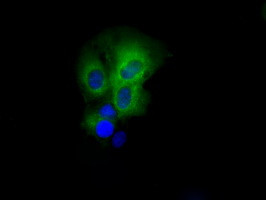 PASK Antibody in Immunocytochemistry (ICC/IF)