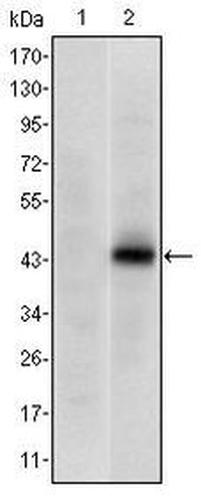 PAX4 Antibody in Western Blot (WB)