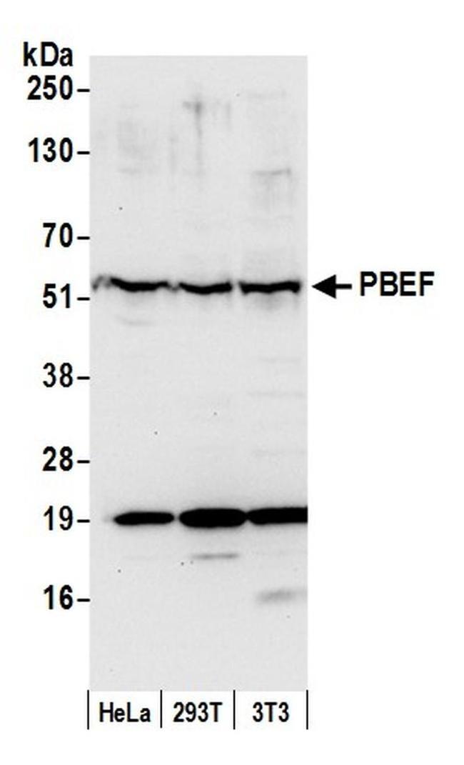 PBEF Antibody in Western Blot (WB)