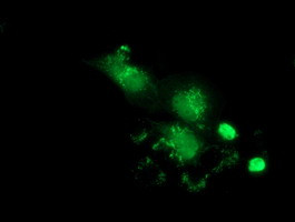 PBLD Antibody in Immunocytochemistry (ICC/IF)