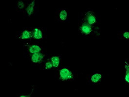PBX1 Antibody in Immunocytochemistry (ICC/IF)