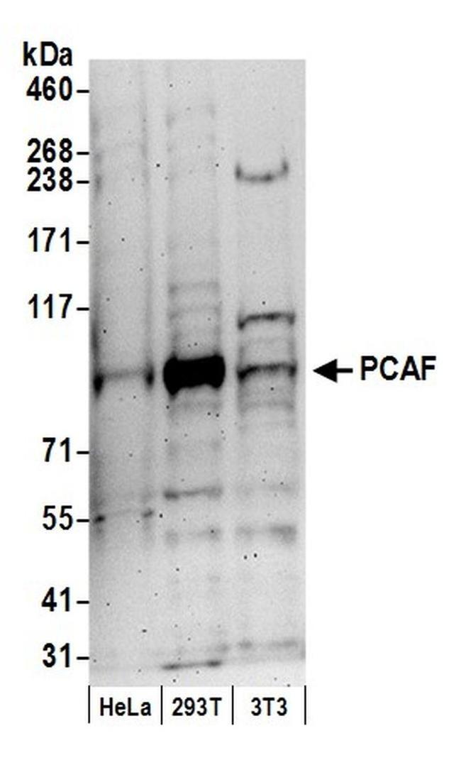 PCAF Antibody in Western Blot (WB)
