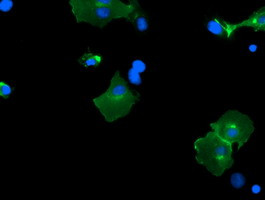 PCDH7 Antibody in Immunocytochemistry (ICC/IF)