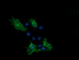 PCDH7 Antibody in Immunocytochemistry (ICC/IF)