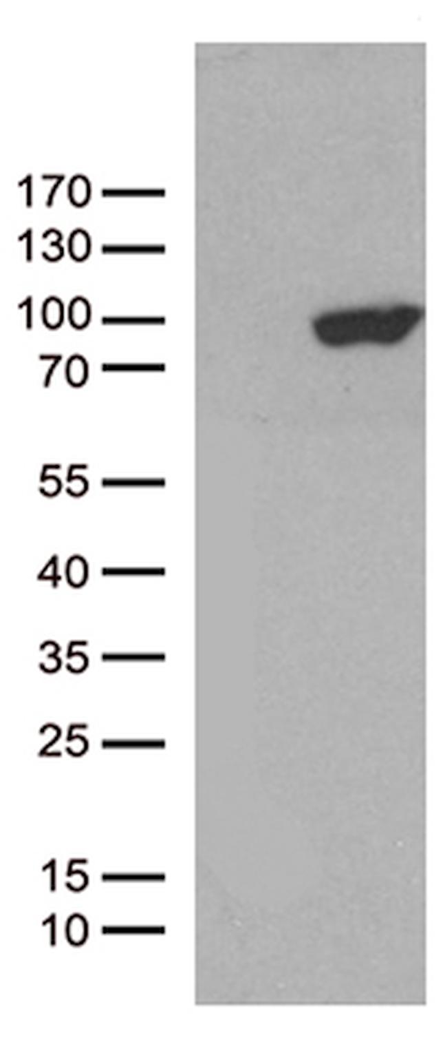 PCDHB8 Antibody in Western Blot (WB)