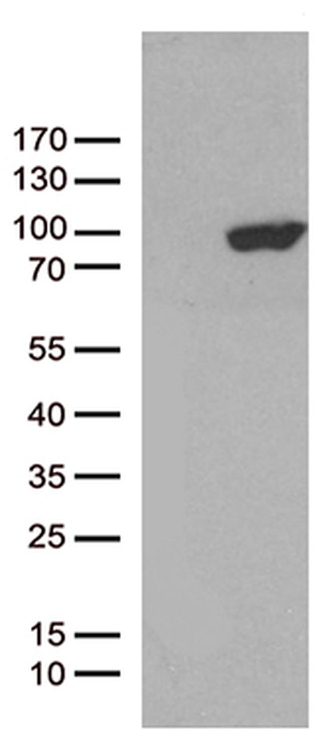 PCDHB8 Antibody in Western Blot (WB)