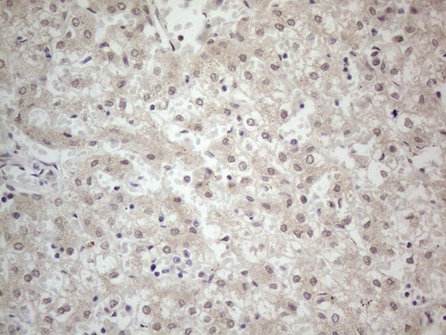 PCDHGC5 Antibody in Immunohistochemistry (Paraffin) (IHC (P))