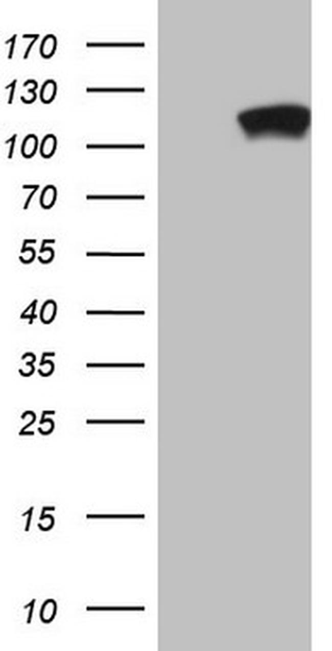 PCDHGC5 Antibody in Western Blot (WB)
