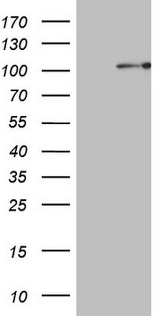 PCDHGC5 Antibody in Western Blot (WB)