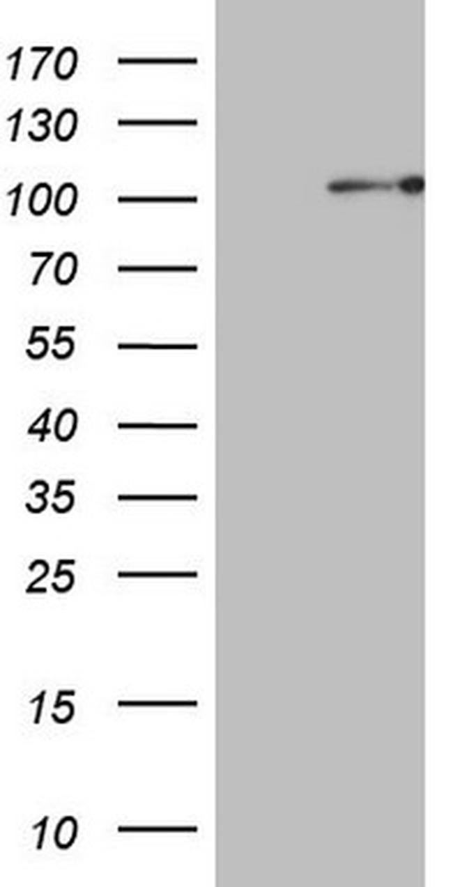 PCDHGC5 Antibody in Western Blot (WB)