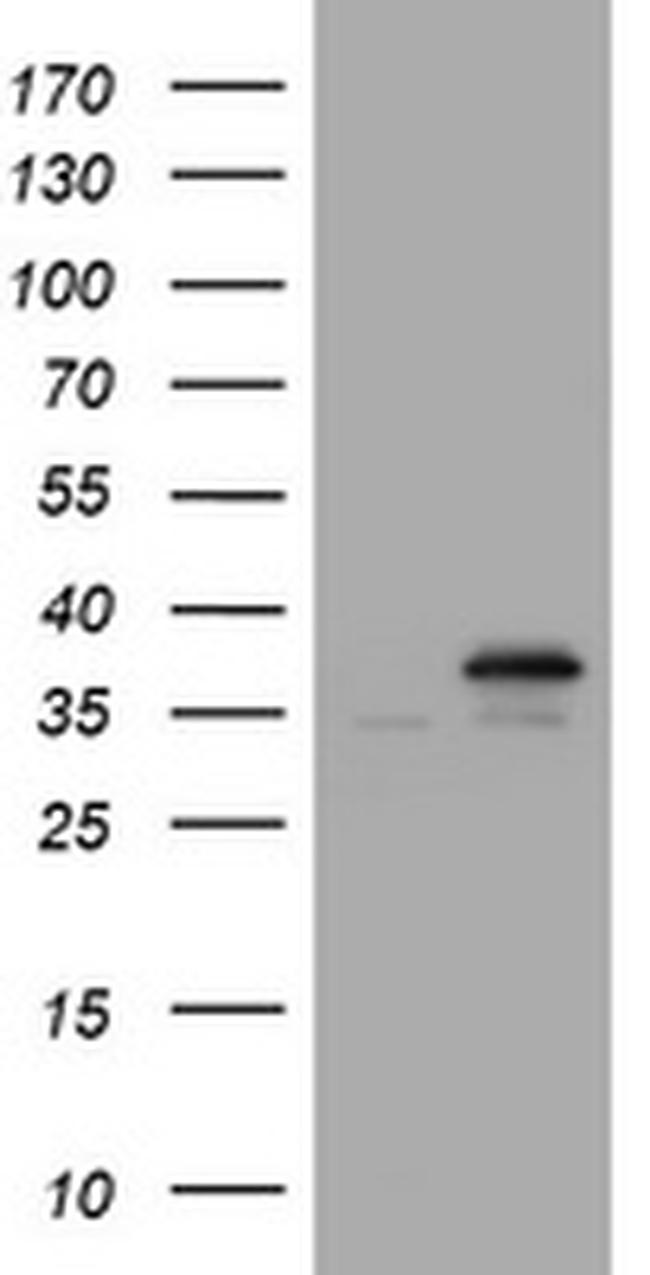 PCNA Antibody in Western Blot (WB)