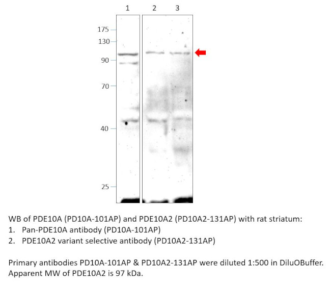 PDE10A2 Antibody in Western Blot (WB)