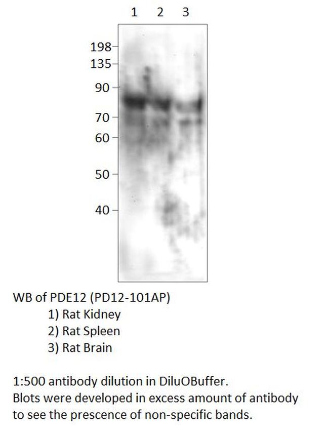PDE12 Antibody in Western Blot (WB)
