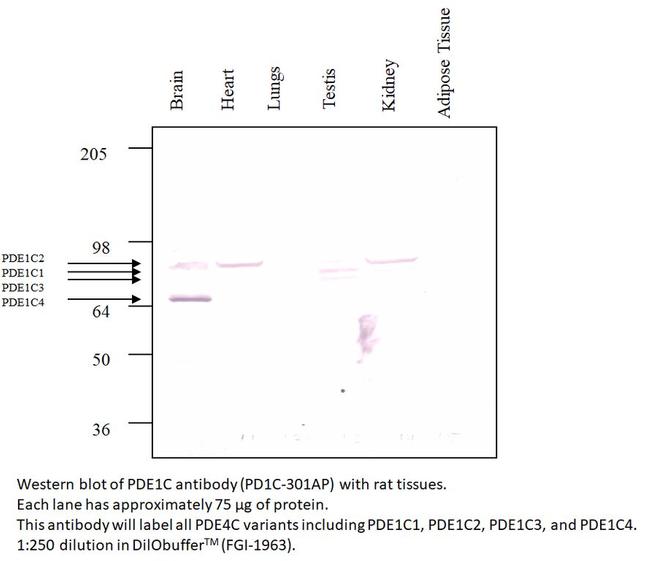 PDE1C Antibody in Western Blot (WB)