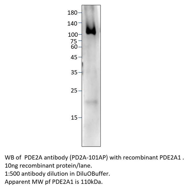 PDE2A Antibody in Western Blot (WB)