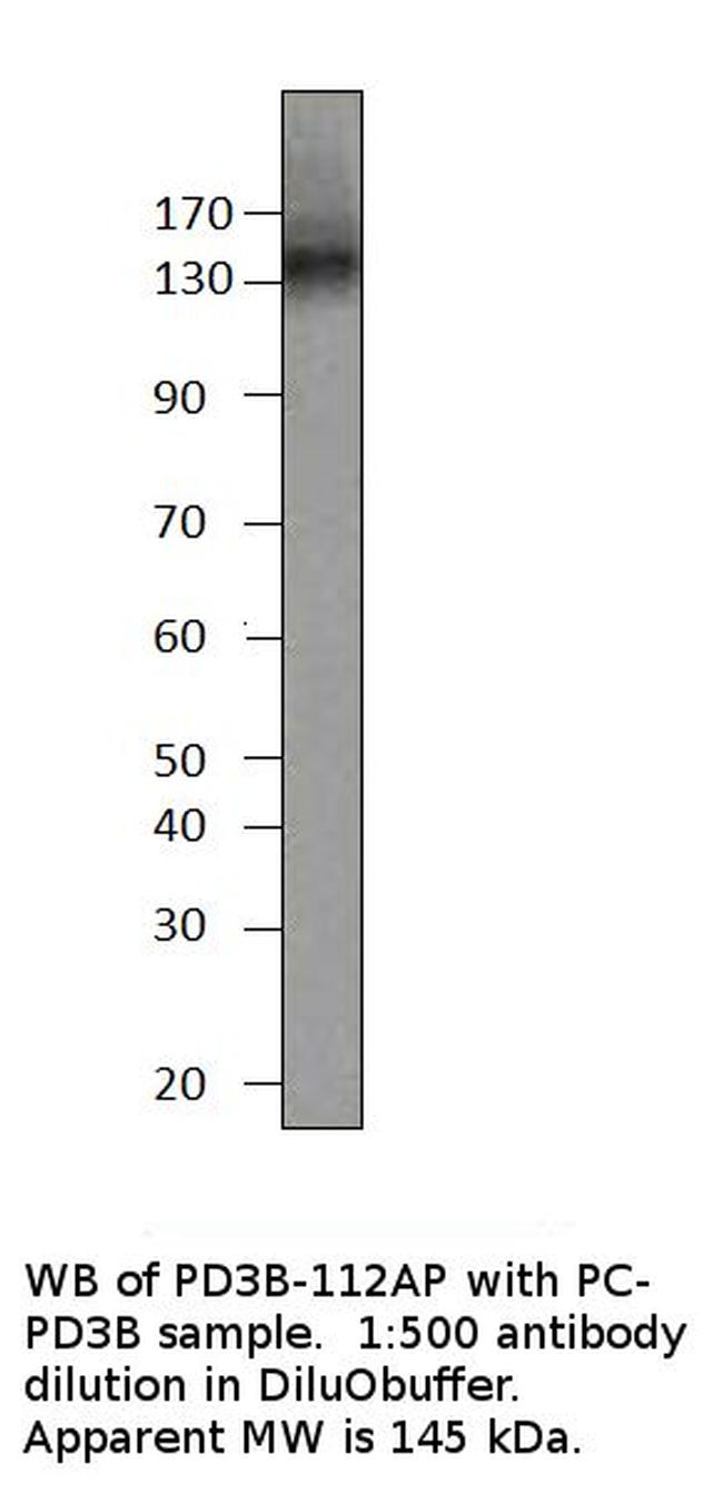 PDE3B Antibody in Western Blot (WB)