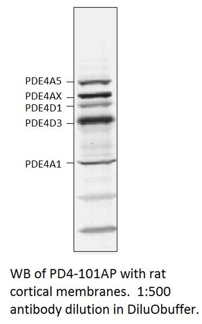 PDE4 Antibody in Western Blot (WB)