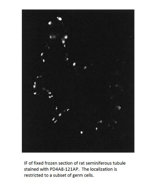 PDE4A8 Antibody in Immunohistochemistry (Frozen) (IHC (F))