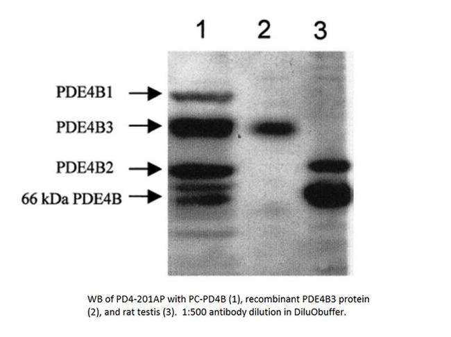 PDE4B Antibody in Western Blot (WB)