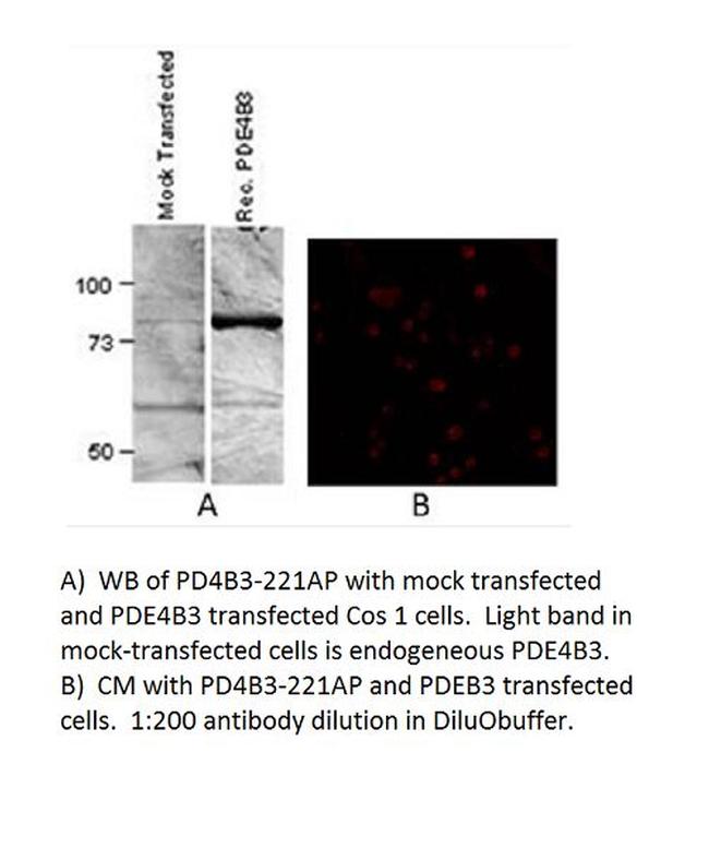 PDE4B3 Antibody in Western Blot (WB)