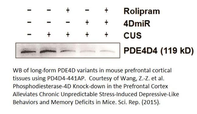 PDE4D4 Antibody in Western Blot (WB)