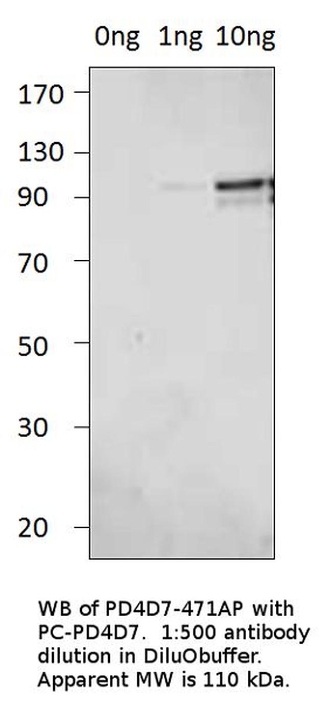 PDE4D7 Antibody in Western Blot (WB)