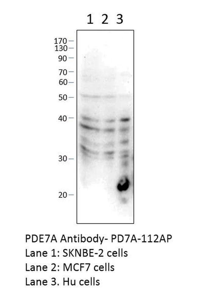 PDE7A Antibody in Western Blot (WB)