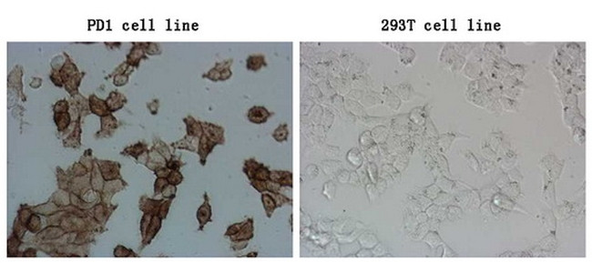 PDCD1 Antibody in Immunocytochemistry (ICC/IF)