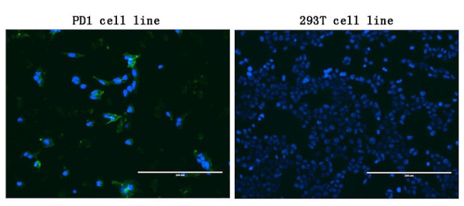 PDCD1 Antibody in Immunocytochemistry (ICC/IF)
