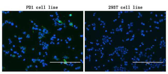PDCD1 Antibody in Immunocytochemistry (ICC/IF)