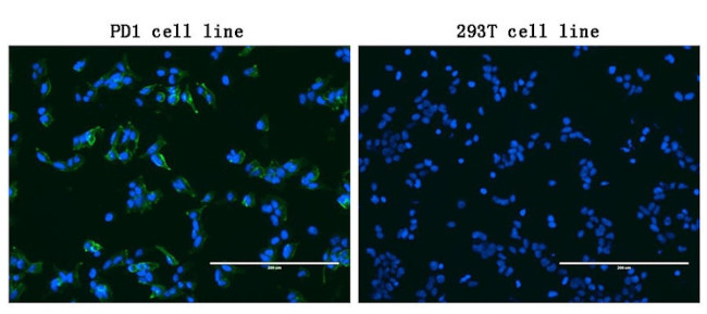 PDCD1 Antibody in Immunocytochemistry (ICC/IF)