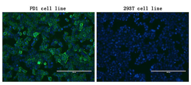 PDCD1 Antibody in Immunocytochemistry (ICC/IF)