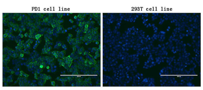 PDCD1 Antibody in Immunocytochemistry (ICC/IF)