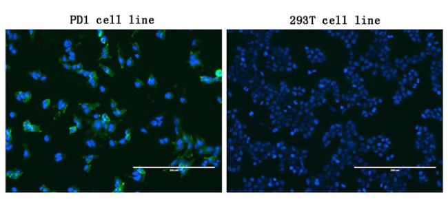 PDCD1 Antibody in Immunocytochemistry (ICC/IF)