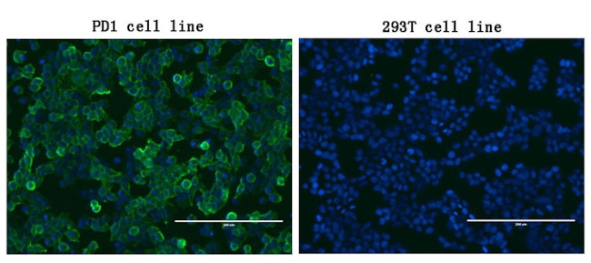 PDCD1 Antibody in Immunocytochemistry (ICC/IF)