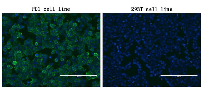 PDCD1 Antibody in Immunocytochemistry (ICC/IF)