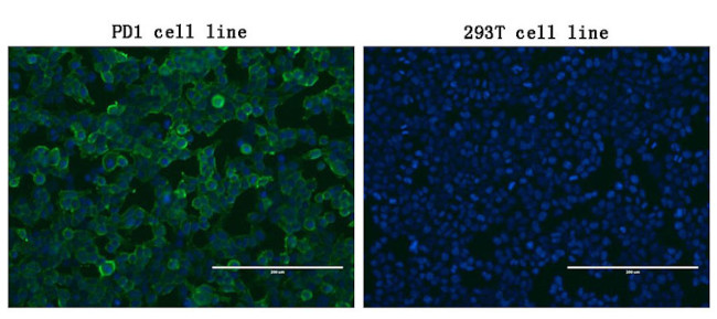 PDCD1 Antibody in Immunocytochemistry (ICC/IF)
