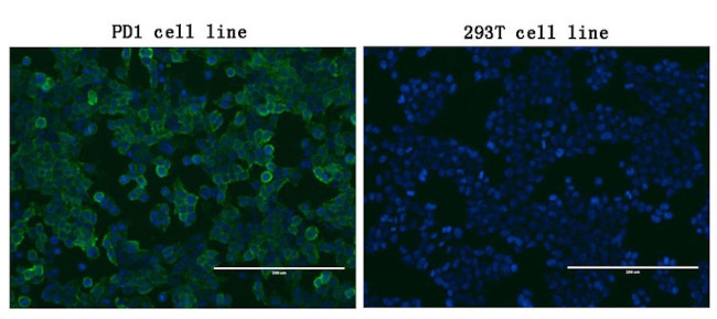 PDCD1 Antibody in Immunocytochemistry (ICC/IF)