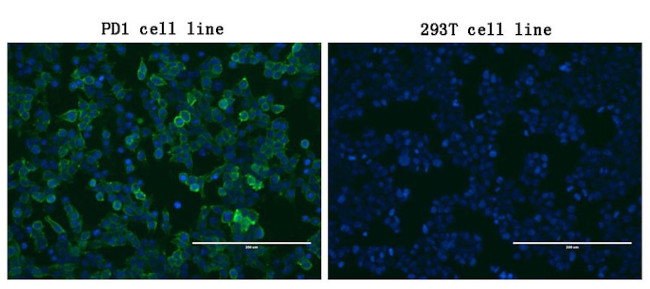 PDCD1 Antibody in Immunocytochemistry (ICC/IF)