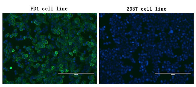 PDCD1 Antibody in Immunocytochemistry (ICC/IF)
