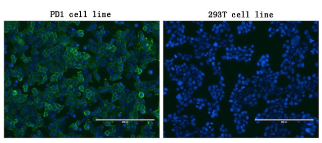 PDCD1 Antibody in Immunocytochemistry (ICC/IF)