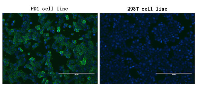 PDCD1 Antibody in Immunocytochemistry (ICC/IF)