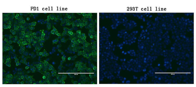 PDCD1 Antibody in Immunocytochemistry (ICC/IF)