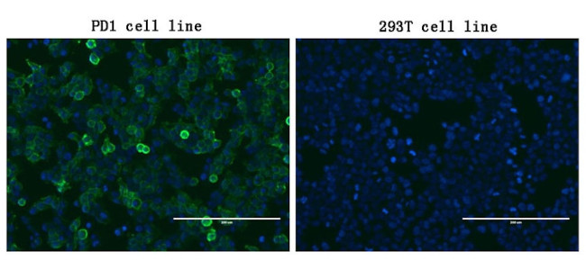PDCD1 Antibody in Immunocytochemistry (ICC/IF)