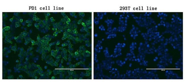 PDCD1 Antibody in Immunocytochemistry (ICC/IF)