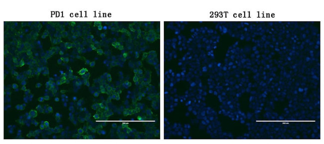 PDCD1 Antibody in Immunocytochemistry (ICC/IF)