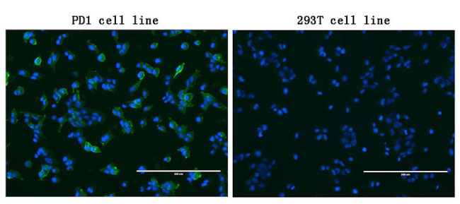 PDCD1 Antibody in Immunocytochemistry (ICC/IF)